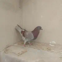 کبوتر کاشونی