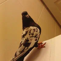 تهرانی|حیوانات|شیراز, زند|دیوار