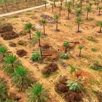 پا ام نخل ساری فنیکس ساری|خدمات باغبانی و درختکاری|ساری, |دیوار
