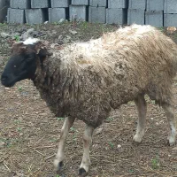 گوسفند ماده ۳ عدد
