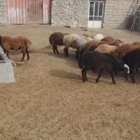 بره نر هترو قصابی