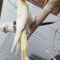 جفت عروس هلندی