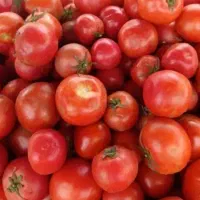 گوجه ربی تازه بدون کود سم