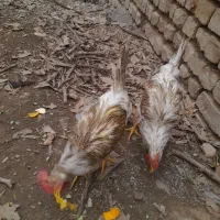 خروس سفید برای قربانی ومرغ