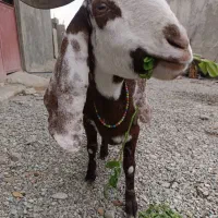 پلو|حیوانات مزرعه|بمپور, |دیوار