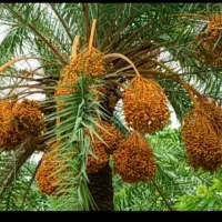 بریدن نخل و درخت هرس نخل سمپاشی نخل|خدمات باغبانی و درختکاری|اهواز, نادری|دیوار