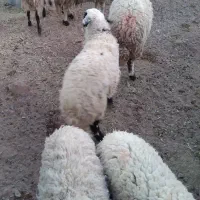بره نر رگایی شیر مست میش برای پروار