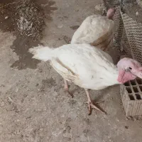 بوقلمون بیوتی حدود ۵ ماهه چاق