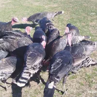 فروش بوقلمون|حیوانات مزرعه|چالدران, |دیوار