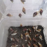 حلزون آلبینو