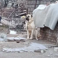 سرابی اصل