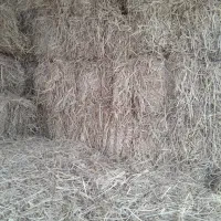 ۱۰۰عدد کولش تازه برای فروش