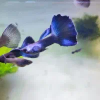 گوپی بلو مسکو