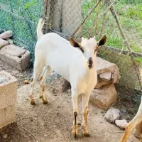 کهره گیسه صومال و صلاله