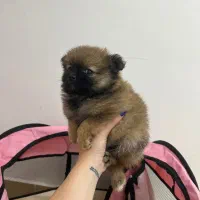 پامر خرسی نر|سگ|رشت, حومه رشت|دیوار