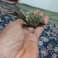 گلبسر|پرنده|کرمان, |دیوار
