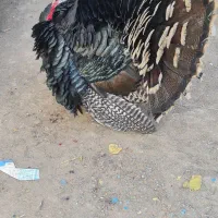 یک جفت بوقلمون|حیوانات مزرعه|تهران, مشیریه|دیوار