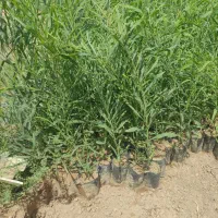 نهال اکاسیاه (بیدسیاه‌‌)۲۰تومن.اکالیپتوس چوب سیاه|خدمات باغبانی و درختکاری|جهرم, |دیوار