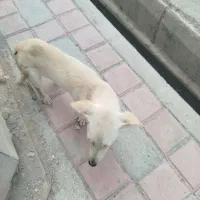 سگ ماده پاکوتاه
