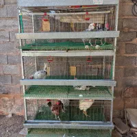 قفس همراه با مرغ و خروس