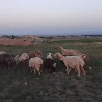 میش زاییده وموتور مدل ۱۴۰۴