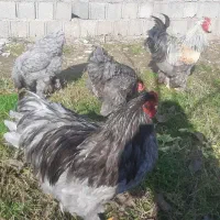 تخم برهما  اصل|حیوانات مزرعه|رشت, شهرک آیت الله منتظری|دیوار