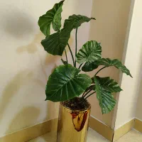 گل وگلدان زیبا