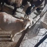 بزغاله ماده|حیوانات مزرعه|زاغه, |دیوار