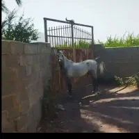 اسب نریان ومادیان|اسب و تجهیزات اسب‌سواری|کازرون, |دیوار