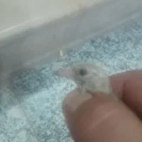 جوجه سهره