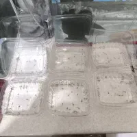 لارو ماهی خندان مشکی