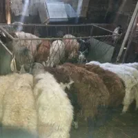 گوسفند|حیوانات مزرعه|ارومیه, |دیوار