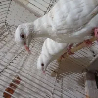 پرنده زینتی|پرنده|شیراز, تندگویان|دیوار