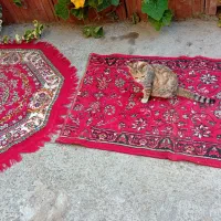 تعدادی پادری|فرش|فریدونکنار, |دیوار