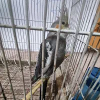 جوجه عروس هلندی