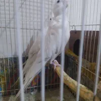 عروس هلندی البینو|پرنده|مشهد, شهید قربانی|دیوار