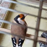 سهره نره|پرنده|تهران, انبار نفت|دیوار