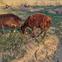 بره ماده سرحال فروشی