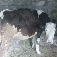 گاو نر|حیوانات مزرعه|مشگین شهر, |دیوار