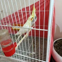 عروس هلندی جفت