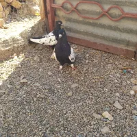 سلام کفتر فروشی|پرنده|دشتابی, |دیوار