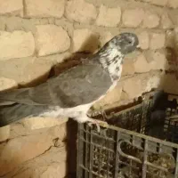 کفتر|پرنده|گلپایگان, |دیوار