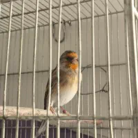 سهره قناری|پرنده|قدس, شهر‌قدس|دیوار