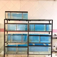 آکواریوم پایه سالنی مناسب تکثیر خونگی پلکو مغازه