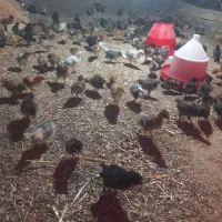 جوجه گلپایگان درجه یک