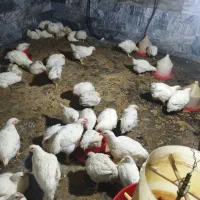 مرغ فروشی|حیوانات مزرعه|اشترینان, |دیوار