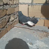 ۳ تا کبوتر|پرنده|بیرانوند, |دیوار