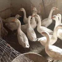 غاز بدون هورمون و بدون تزریق دارو|حیوانات مزرعه|ارومیه, |دیوار