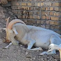 بز سانن نژاد اصلی|حیوانات مزرعه|بروجرد, |دیوار