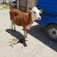 گوساله لاغرفروشی|حیوانات مزرعه|اراک, |دیوار